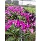 DENDRO PINK ĐỎ XƯA 2024