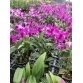 DENDRO PINK ĐỎ XƯA 2024