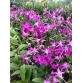 DENDRO PINK ĐỎ XƯA 2024