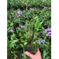Dendro mini Yaya Hoa Chớp