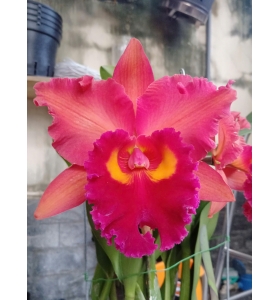 CATTLEYA A22 ĐÀI LOAN 