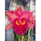 CATTLEYA A22 ĐÀI LOAN 