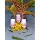 Phân Bón Sinh Học AMI GREEN (Tốt rễ xanh lá, giải độc cây, chống sốc) - chai 100ml