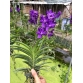 VANDA TÍM GIỐNG ƯU VIỆT