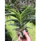VANDA TÍM GIỐNG ƯU VIỆT