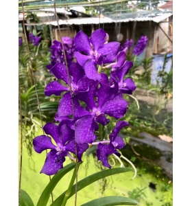 VANDA TÍM GIỐNG ƯU VIỆT  ( Vanda Blue tím 2024 )