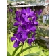 VANDA TÍM GIỐNG ƯU VIỆT