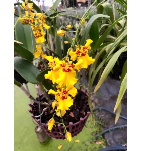 Vũ nữ Aloha 