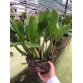 Thanh Đạm Indonesia giò LỚN và RẤT LỚN