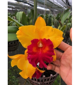 RLC PATTRA DELIGHT 2024