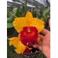 RLC PATTRA DELIGHT 2024