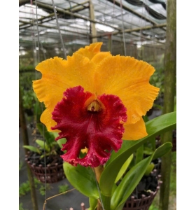 RLC NAKORNCHALSRL DELLGHT PINK 