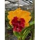 RLC NAKORNCHALSRL DELLGHT PINK 