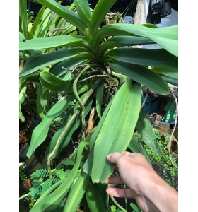 Ngọc điểm rừng gi&ograve; Khủng