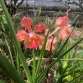 Vanda nắng thơm