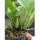 Thanh Đạm Indonesia giò LỚN và RẤT LỚN