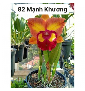Catt MS 082 Mạnh Khương - Bán theo thân