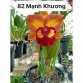 Catt MS 082 Mạnh Khương - Bán theo thân