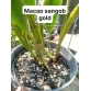 Cattleya Blc . Macao Sangob Gold (xưa)_bán theo thân