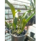 Cattleya Blc . Macao Sangob Gold (xưa)_bán theo thân