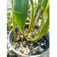 Cattleya Blc . Macao Sangob Gold (xưa)_bán theo thân