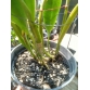 Cattleya Blc . Macao Sangob Gold (xưa)_bán theo thân