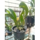 Cattleya Blc . Macao Sangob Gold (xưa)_bán theo thân