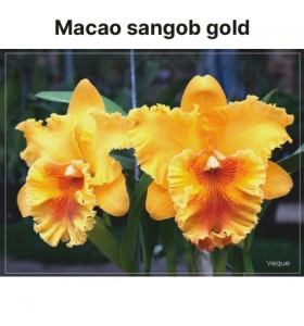 Cattleya Blc . Macao Sangob Gold (xưa)_bán theo thân
