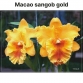 Cattleya Blc . Macao Sangob Gold (xưa)_bán theo thân