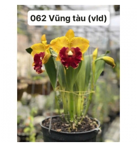 Cattleya đẹp 062 Vũng Tàu Vàng Lưởi Đỏ - Bán Thân 