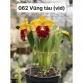Cattleya đẹp 062 Vũng Tàu Vàng Lưởi Đỏ - Bán Thân 