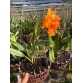 CATTLEYA AMAZING THAILAND X CHAWEEWAN DELIGHT 