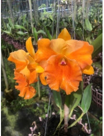 CATTLEYA AMAZING THAILAND X CHAWEEWAN DELIGHT 