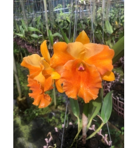 CATTLEYA AMAZING THAILAND X CHAWEEWAN DELIGHT 