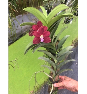 Ren philip loại hoa đỏ to