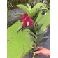 Ren philip loại hoa đỏ to