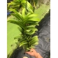 Ren philip loại hoa đỏ to