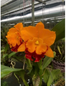 RLC YEN GOLDEN SENSATLON " GOLDEN PIG " 