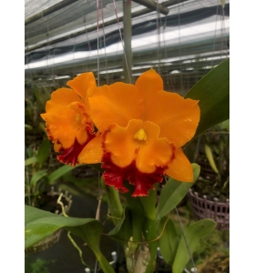 RLC YEN GOLDEN SENSATLON " GOLDEN PIG " 