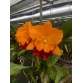 RLC YEN GOLDEN SENSATLON " GOLDEN PIG " 