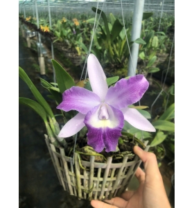 Lc. Cariad’s mini – Quinee ” Angel Kiss”