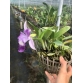 Lc. Cariad’s mini – Quinee ” Angel Kiss”
