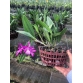 BC MAIKA  X  C.SPHIA MARTIN X   C. THOSPOL  SPOT -Brassavola Tím đậm - Đài Loan 