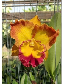 Rlc Asian Sunrise