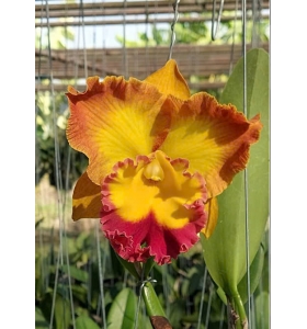 Rlc Asian Sunrise