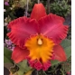 RLC ORANGE DIAMON THROAT OF GOLD