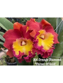 RLC ORANGE DIAMON THROAT OF GOLD