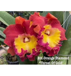 RLC ORANGE DIAMON THROAT OF GOLD