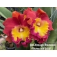 RLC ORANGE DIAMON THROAT OF GOLD