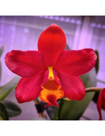 CATTLEYA LADY RED